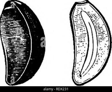 . Ein allgemeines System der Botanik, deskriptive und analytische. In zwei Teile. Teil I umreißt Der organography, Anatomie und Physiologie. Teil II. Die Beschreibungen und Abbildungen der Aufträge. Von Emm. Le Balmat [und] J. Decaisne. Mit 5500 Abbildungen von L. Steinheil und A. Riocreux. Von der ursprünglichen durch Frau Hooker übersetzt. Die Aufträge angeordnet, nachdem die Methode in der Universitäten und Schulen in Großbritannien, seine Kolonien, Amerika und Indien; mit Ergänzungen, einen Anhang auf die natürliche Methode, und eine Zusammenfassung der Bestellungen, die von J.D.Hooker. Botanik. Box. Querschnitt des Eierstocks (Mag.). Box, Stockfoto