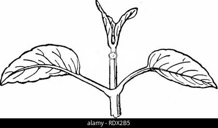 . Umrisse der Botanik für die High School Labor- und Klassenzimmer (auf Grey's Unterricht in der Botanik) auf Antrag der botanischen Abteilung der Harvard Universität vorbereitet. Botanik; Botanik. Knospen 27 Allgemeine Zusammenfassung. - Tlie Schüler sollten in dieser Zeit selbst informiert - ein. Was eine Knospe, ist als Ganzes. /'. Was der Grund für seine Entstehung ist. c. Was Grundlagen für künftiges Wachstum ein, Ro, ich^^. Wie fast diesen Ansatz die ausgewachsenen Zustand wie zu bilden. e. Welche Teile sind lediglich vorübergehende Verwendung. /. Was die Morphologie dieser Teile ist. Geben Sie ein kurzes Statement zu diesen Punkten, durch Stockfoto