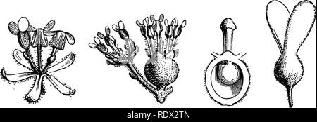 . Ein allgemeines System der Botanik, deskriptive und analytische. In zwei Teile. Teil I umreißt Der organography, Anatomie und Physiologie. Teil II. Die Beschreibungen und Abbildungen der Aufträge. Von Emm. Le Balmat [und] J. Decaisne. Mit 5500 Abbildungen von L. Steinheil und A. Riocreux. Von der ursprünglichen durch Frau Hooker übersetzt. Die Aufträge angeordnet, nachdem die Methode in der Universitäten und Schulen in Großbritannien, seine Kolonien, Amerika und Indien; mit Ergänzungen, einen Anhang auf die natürliche Methode, und eine Zusammenfassung der Bestellungen, die von J.D.Hooker. Botanik. ? Lau?" uns fcelens, Laurm. Stempel schneiden vertikal Stockfoto