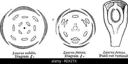 . Ein allgemeines System der Botanik, deskriptive und analytische. In zwei Teile. Teil I umreißt Der organography, Anatomie und Physiologie. Teil II. Die Beschreibungen und Abbildungen der Aufträge. Von Emm. Le Balmat [und] J. Decaisne. Mit 5500 Abbildungen von L. Steinheil und A. Riocreux. Von der ursprünglichen durch Frau Hooker übersetzt. Die Aufträge angeordnet, nachdem die Methode in der Universitäten und Schulen in Großbritannien, seine Kolonien, Amerika und Indien; mit Ergänzungen, einen Anhang auf die natürliche Methode, und eine Zusammenfassung der Bestellungen, die von J.D.Hooker. Botanik. Laurus nobilis. 9 Blume Schnitt vertikal (Mag.). Stockfoto