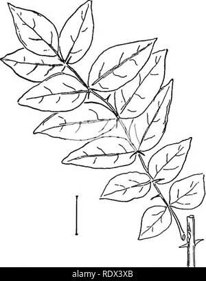 . Ziersträucher der Vereinigten Staaten (Hardy, kultiviert). Sträucher. ZANTHOXYLUM 83. Bitte beachten Sie, dass diese Bilder sind von der gescannten Seite Bilder, die digital für die Lesbarkeit verbessert haben mögen - Färbung und Aussehen dieser Abbildungen können nicht perfekt dem Original ähneln. extrahiert. Apgar, A.C. (Austin Craig), 1838-1908; Draycott, Ada (Apgar). New York, Cincinnati [usw.] American Book Company Stockfoto