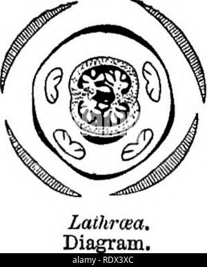 . Ein allgemeines System der Botanik, deskriptive und analytische. In zwei Teile. Teil I umreißt Der organography, Anatomie und Physiologie. Teil II. Die Beschreibungen und Abbildungen der Aufträge. Von Emm. Le Balmat [und] J. Decaisne. Mit 5500 Abbildungen von L. Steinheil und A. Riocreux. Von der ursprünglichen durch Frau Hooker übersetzt. Die Aufträge angeordnet, nachdem die Methode in der Universitäten und Schulen in Großbritannien, seine Kolonien, Amerika und Indien; mit Ergänzungen, einen Anhang auf die natürliche Methode, und eine Zusammenfassung der Bestellungen, die von J.D.Hooker. Botanik. . Laihrcea. Blume (Mag.). Orobanclie. Obst (Ma Stockfoto