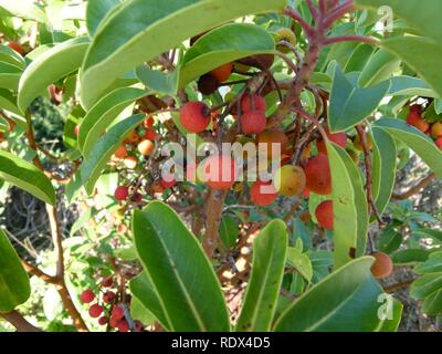 Arbutus andrachne Früchte 2. Stockfoto