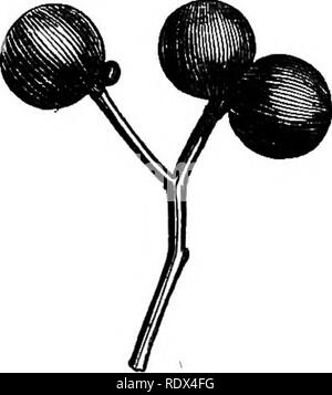 . Ein allgemeines System der Botanik, deskriptive und analytische. In zwei Teile. Teil I umreißt Der organography, Anatomie und Physiologie. Teil II. Die Beschreibungen und Abbildungen der Aufträge. Von Emm. Le Balmat [und] J. Decaisne. Mit 5500 Abbildungen von L. Steinheil und A. Riocreux. Von der ursprünglichen durch Frau Hooker übersetzt. Die Aufträge angeordnet, nachdem die Methode in der Universitäten und Schulen in Großbritannien, seine Kolonien, Amerika und Indien; mit Ergänzungen, einen Anhang auf die natürliche Methode, und eine Zusammenfassung der Bestellungen, die von J.D.Hooker. Botanik. Jessamine. Querschnitt des Eierstocks (Mag.). Stockfoto