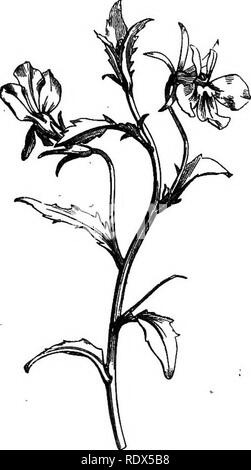 . Ein allgemeines System der Botanik, deskriptive und analytische. In zwei Teile. Teil I umreißt Der organography, Anatomie und Physiologie. Teil II. Die Beschreibungen und Abbildungen der Aufträge. Von Emm. Le Balmat [und] J. Decaisne. Mit 5500 Abbildungen von L. Steinheil und A. Riocreux. Von der ursprünglichen durch Frau Hooker übersetzt. Die Aufträge angeordnet, nachdem die Methode in der Universitäten und Schulen in Großbritannien, seine Kolonien, Amerika und Indien; mit Ergänzungen, einen Anhang auf die natürliche Methode, und eine Zusammenfassung der Bestellungen, die von J.D.Hooker. Botanik. CXXVII. LOBliLIACE^. 613 In der Regel mit milchig Jui Stockfoto