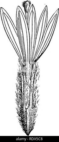 . Ein allgemeines System der Botanik, deskriptive und analytische. In zwei Teile. Teil I umreißt Der organography, Anatomie und Physiologie. Teil II. Die Beschreibungen und Abbildungen der Aufträge. Von Emm. Le Balmat [und] J. Decaisne. Mit 5500 Abbildungen von L. Steinheil und A. Riocreux. Von der ursprünglichen durch Frau Hooker übersetzt. Die Aufträge angeordnet, nachdem die Methode in der Universitäten und Schulen in Großbritannien, seine Kolonien, Amerika und Indien; mit Ergänzungen, einen Anhang auf die natürliche Methode, und eine Zusammenfassung der Bestellungen, die von J.D.Hooker. Botanik. 510 CXXVI. CAMPANULACEiE. Brunonia Australis.. Stockfoto