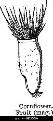 . Ein allgemeines System der Botanik, deskriptive und analytische. In zwei Teile. Teil I umreißt Der organography, Anatomie und Physiologie. Teil II. Die Beschreibungen und Abbildungen der Aufträge. Von Emm. Le Balmat [und] J. Decaisne. Mit 5500 Abbildungen von L. Steinheil und A. Riocreux. Von der ursprünglichen durch Frau Hooker übersetzt. Die Aufträge angeordnet, nachdem die Methode in der Universitäten und Schulen in Großbritannien, seine Kolonien, Amerika und Indien; mit Ergänzungen, einen Anhang auf die natürliche Methode, und eine Zusammenfassung der Bestellungen, die von J.D.Hooker. Botanik. Kornblume. Obst schneiden Tertically (Mag.). Cornfl Stockfoto
