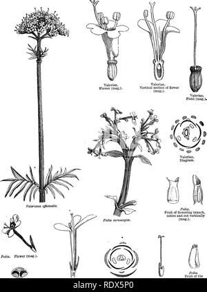 . Ein allgemeines System der Botanik, deskriptive und analytische. In zwei Teile. Teil I umreißt Der organography, Anatomie und Physiologie. Teil II. Die Beschreibungen und Abbildungen der Aufträge. Von Emm. Le Balmat [und] J. Decaisne. Mit 5500 Abbildungen von L. Steinheil und A. Riocreux. Von der ursprünglichen durch Frau Hooker übersetzt. Die Aufträge angeordnet, nachdem die Methode in der Universitäten und Schulen in Großbritannien, seine Kolonien, Amerika und Indien; mit Ergänzungen, einen Anhang auf die natürliche Methode, und eine Zusammenfassung der Bestellungen, die von J.D.Hooker. Botanik. CXIX. VALEEIANE ^.. Fedia, fedia. Quer sec Stockfoto