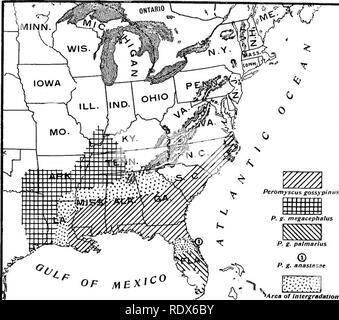 . [Gesammelt Nachdrucke, 1912-1919. Säugetiere; Säugetiere, Vögel. Feb., 1912. Säugetiere von Illinois und Wisconsin - Cory. 197 Sonderzeichen - größten Arten der Gattung, die innerhalb unserer Grenzen geschieht; sehr ähnlich P leucopus, können aber durch die Größe unterscheiden. Beschreibung - Mitte zurück von Krone zu Rutenansatz dunkelbraun Schattierung auf den Seiten braun und Zimt; unter Teile weiß oder. intergradatlon Karte ungefähre Verteilung der Baumwolle Mäuse (Peromyscus gossypinus und racesj im Osten der Vereinigten Staaten. (Peromyscus gossypinus LeConte). (Proc. Acad. Nat. Sci. Phila., VI, 1853, Stockfoto