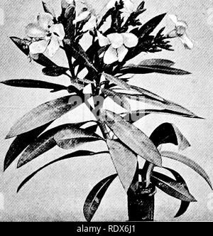 . Die Flora des Algerien. Botanik. Myrte Myrtus communis - Myrte Myrtacese "Wisst ihr das Land, wo die Zypresse und Myrte sind Embleme von Taten, die in ihrem Klima" (Bv" Ron).. Laurier Rose Nerium oleander - Oleander Apocynacese oder Rose Bay (72). Bitte beachten Sie, dass diese Bilder sind von der gescannten Seite Bilder, die digital für die Lesbarkeit verbessert haben mögen - Färbung und Aussehen dieser Abbildungen können nicht perfekt dem Original ähneln. extrahiert. Gubb, Alfred S. (Alfred Samuel), 1857 -. Alger, Imprimerie Alge? rienne; London, Ballie?re, Tindall&amp; Stockfoto