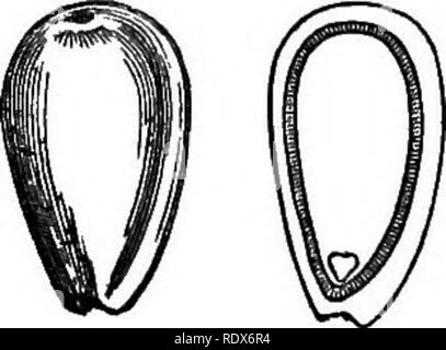 . Ein allgemeines System der Botanik, deskriptive und analytische. In zwei Teile. Teil I umreißt Der organography, Anatomie und Physiologie. Teil II. Die Beschreibungen und Abbildungen der Aufträge. Von Emm. Le Balmat [und] J. Decaisne. Mit 5500 Abbildungen von L. Steinheil und A. Riocreux. Von der ursprünglichen durch Frau Hooker übersetzt. Die Aufträge angeordnet, nachdem die Methode in der Universitäten und Schulen in Großbritannien, seine Kolonien, Amerika und Indien; mit Ergänzungen, einen Anhang auf die natürliche Methode, und eine Zusammenfassung der Bestellungen, die von J.D.Hooker. Botanik. ZHoncea. Diagramm.. Dioncea. Saatgut, ganze und Cu Stockfoto