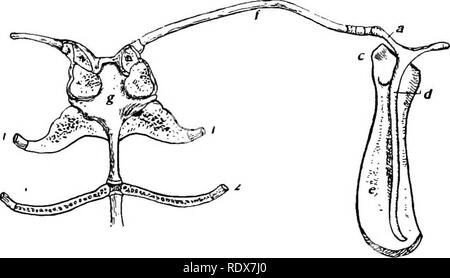 . [Gesammelt Nachdrucke, 1912-1919. Säugetiere; Säugetiere, Vögel. Feb., 1912. Säugetiere von Illinois und Wisconsin - Cory. ii, die auf jeden Fall viel zu viel Raum in einem Werk dieser Art erfordern würde. Ich werde also kurz zu erläutern, nur diejenigen Zeichen, die einer Erklärung bedürfen, und die Studenten an die begleitende Charts von Skeletten und Schädeln, die Studie ermöglichen, sollten ihm die Namen der wichtigsten Knochen und deren relative Positionen zu erlernen. Schulterblatt und Schlüsselbein mit dem oberen Ende des Ster-num und Rippen der Waldspitzmaus (Sorex) wesentlich erweitert. (Von der Blume Osteologie angepasst.) ein. Acr Stockfoto