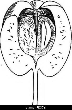. Ein allgemeines System der Botanik, deskriptive und analytische. In zwei Teile. Teil I umreißt Der organography, Anatomie und Physiologie. Teil II. Die Beschreibungen und Abbildungen der Aufträge. Von Emm. Le Balmat [und] J. Decaisne. Mit 5500 Abbildungen von L. Steinheil und A. Riocreux. Von der ursprünglichen durch Frau Hooker übersetzt. Die Aufträge angeordnet, nachdem die Methode in der Universitäten und Schulen in Großbritannien, seine Kolonien, Amerika und Indien; mit Ergänzungen, einen Anhang auf die natürliche Methode, und eine Zusammenfassung der Bestellungen, die von J.D.Hooker. Botanik. Cotoneaster. Carpelj reif und Schnitt vertikal (m Stockfoto