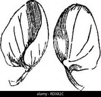 . Ein allgemeines System der Botanik, deskriptive und analytische. In zwei Teile. Teil I umreißt Der organography, Anatomie und Physiologie. Teil II. Die Beschreibungen und Abbildungen der Aufträge. Von Emm. Le Balmat [und] J. Decaisne. Mit 5500 Abbildungen von L. Steinheil und A. Riocreux. Von der ursprünglichen durch Frau Hooker übersetzt. Die Aufträge angeordnet, nachdem die Methode in der Universitäten und Schulen in Großbritannien, seine Kolonien, Amerika und Indien; mit Ergänzungen, einen Anhang auf die natürliche Methode, und eine Zusammenfassung der Bestellungen, die von J.D.Hooker. Botanik. Cercis. Pod,. Cercis. Flügel. Cercis. Keeh. Plädoyer Stockfoto