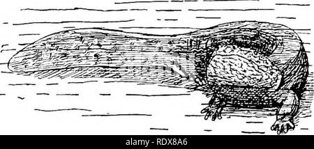 . Natural History. Zoologie. Molche und Salamander. 451 und gelegentlich noch wesentlich mehr. Mit ihrem flachen, ovalen Kopf, Körper, warzige Haut, kurz, abkantungen-toed Gliedmaßen und hoch verdichtete, Schwanz, sein Aussehen ist keineswegs prepossessing, und wenn Lügen in einen Tank mit schleimigen grünen Wasser in tlie Reptil fast regungslos - Haus im Londoner Zoologische Gärten, zieht es die Aufmerksamkeit der Öffentlichkeit ist vermutlich aber gering. Dennoch ist es eine der interessantesten lebenden Tiere, und unsere Vorstellungen von zoologischen Affinitäten würde Bo viel weniger klar, als sie diese Salama hatte Stockfoto