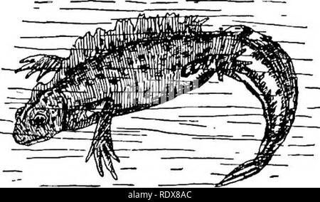 . Natural History. Zoologie. Molche und Salamander. 447 Mitglieder der gleichen Gattung. Diese Art ist ein etwas einsam und Slug - gish Kreatur, verbringt den größten Teil des Jahres an Land, aber Rückgriff auf Th. e Wasser während der Frühling, wenn die Zucht stattfindet. In der Regel sind junge lebend geboren, aber gelegentlich Eier sind gelegt, als sie fast sofort Limousine. Eine große Anzahl von Kaulquappen kommen in die Welt auf einmal, und diese, im normalen Modus von Entwicklung, haben bereits ihre Kiemen verloren. Früher, sehr giftigen Eigenschaften wurden zu dieser Salamander zugeschrieben - wie Sie zweifellos noch unter th sind Stockfoto