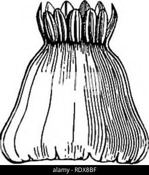 . Ein allgemeines System der Botanik, deskriptive und analytische. In zwei Teile. Teil I umreißt Der organography, Anatomie und Physiologie. Teil II. Die Beschreibungen und Abbildungen der Aufträge. Von Emm. Le Balmat [und] J. Decaisne. Mit 5500 Abbildungen von L. Steinheil und A. Riocreux. Von der ursprünglichen durch Frau Hooker übersetzt. Die Aufträge angeordnet, nachdem die Methode in der Universitäten und Schulen in Großbritannien, seine Kolonien, Amerika und Indien; mit Ergänzungen, einen Anhang auf die natürliche Methode, und eine Zusammenfassung der Bestellungen, die von J.D.Hooker. Botanik. Melia. Saatgut, ganze und Schneiden in Längsrichtung. Mel Stockfoto