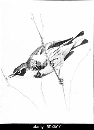 . [Gesammelt Nachdrucke, 1895-1916. Vögel. Bull, 30, Biologische Umfrage, U, S Dept, der Agriculturi Platte 111.. Audubon Warbler 'Dendroica audubonil. Bitte beachten Sie, dass diese Bilder sind von der gescannten Seite Bilder, die digital für die Lesbarkeit verbessert haben mögen - Färbung und Aussehen dieser Abbildungen können nicht perfekt dem Original ähneln. extrahiert. Beal, F.E.L. (Foster Ellenborough Lascelles), 1840-1916. , N. n. Stockfoto