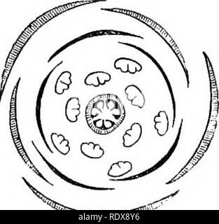 . Ein allgemeines System der Botanik, deskriptive und analytische. In zwei Teile. Teil I umreißt Der organography, Anatomie und Physiologie. Teil II. Die Beschreibungen und Abbildungen der Aufträge. Von Emm. Le Balmat [und] J. Decaisne. Mit 5500 Abbildungen von L. Steinheil und A. Riocreux. Von der ursprünglichen durch Frau Hooker übersetzt. Die Aufträge angeordnet, nachdem die Methode in der Universitäten und Schulen in Großbritannien, seine Kolonien, Amerika und Indien; mit Ergänzungen, einen Anhang auf die natürliche Methode, und eine Zusammenfassung der Bestellungen, die von J.D.Hooker. Botanik. ^"^^ Stellaria holostea Bssmass:. Stel^ ariu Stockfoto