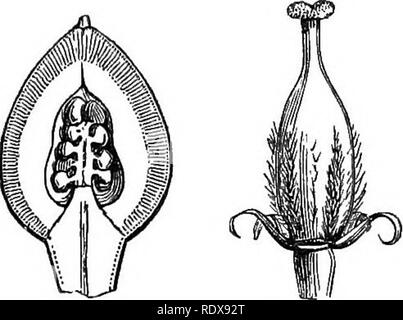. Ein allgemeines System der Botanik, deskriptive und analytische. In zwei Teile. Teil I umreißt Der organography, Anatomie und Physiologie. Teil II. Die Beschreibungen und Abbildungen der Aufträge. Von Emm. Le Balmat [und] J. Decaisne. Mit 5500 Abbildungen von L. Steinheil und A. Riocreux. Von der ursprünglichen durch Frau Hooker übersetzt. Die Aufträge angeordnet, nachdem die Methode in der Universitäten und Schulen in Großbritannien, seine Kolonien, Amerika und Indien; mit Ergänzungen, einen Anhang auf die natürliche Methode, und eine Zusammenfassung der Bestellungen, die von J.D.Hooker. Botanik. PUtoSporum pMUyraioides. Obst schneiden Tertically C Stockfoto