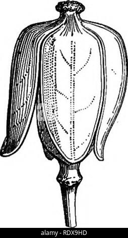 . Ein allgemeines System der Botanik, deskriptive und analytische. In zwei Teile. Teil I umreißt Der organography, Anatomie und Physiologie. Teil II. Die Beschreibungen und Abbildungen der Aufträge. Von Emm. Le Balmat [und] J. Decaisne. Mit 5500 Abbildungen von L. Steinheil und A. Riocreux. Von der ursprünglichen durch Frau Hooker übersetzt. Die Aufträge angeordnet, nachdem die Methode in der Universitäten und Schulen in Großbritannien, seine Kolonien, Amerika und Indien; mit Ergänzungen, einen Anhang auf die natürliche Methode, und eine Zusammenfassung der Bestellungen, die von J.D.Hooker. Botanik. AraUs. Wingocl Samen, (ntire und Cub vertikal Stockfoto