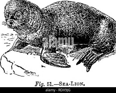 . Natural History. Zoologie. Fleisch - Essen MAM. VALS. 8 i Der Formulare mit nur drei Paare von Prämolaren und keine innere Spitze an den unteren carnassial Tooth, die größten sind die nertz {M. lutreola) in Osteuropa, und die fast ähnliche Nordamerikanischen Nerz {M. rison). Neben den lebenden Arten von Iltis kommen, wie sie von der gemeinsamen Europäischen Iltis {M. jmtorius gekennzeichnet); Während der kleinere ist der wahre Wiesel und hermeline gehören. Dieser, der Btoat oder Hermelin {M. erminea) und das Wiesel (AF.vulgaris) sind in Europa, Nord- und Zentralasien und Nordamerika, während die assoguc (M. hibernica), die Stockfoto