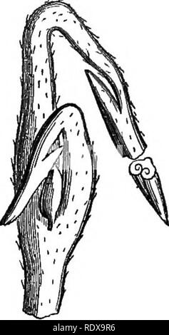 . Ein allgemeines System der Botanik, deskriptive und analytische. In zwei Teile. Teil I umreißt Der organography, Anatomie und Physiologie. Teil II. Die Beschreibungen und Abbildungen der Aufträge. Von Emm. Le Balmat [und] J. Decaisne. Mit 5500 Abbildungen von L. Steinheil und A. Riocreux. Von der ursprünglichen durch Frau Hooker übersetzt. Die Aufträge angeordnet, nachdem die Methode in der Universitäten und Schulen in Großbritannien, seine Kolonien, Amerika und Indien; mit Ergänzungen, einen Anhang auf die natürliche Methode, und eine Zusammenfassung der Bestellungen, die von J.D.Hooker. Botanik. Nelum^ ium. Vertikalen Abschnitt des Gefäßes und c Stockfoto