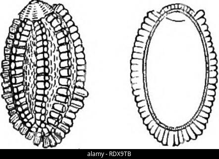 . Ein allgemeines System der Botanik, deskriptive und analytische. In zwei Teile. Teil I umreißt Der organography, Anatomie und Physiologie. Teil II. Die Beschreibungen und Abbildungen der Aufträge. Von Emm. Le Balmat [und] J. Decaisne. Mit 5500 Abbildungen von L. Steinheil und A. Riocreux. Von der ursprünglichen durch Frau Hooker übersetzt. Die Aufträge angeordnet, nachdem die Methode in der Universitäten und Schulen in Großbritannien, seine Kolonien, Amerika und Indien; mit Ergänzungen, einen Anhang auf die natürliche Methode, und eine Zusammenfassung der Bestellungen, die von J.D.Hooker. Botanik. Caiiomba, Basis der Samen, die den Embryo Stockfoto