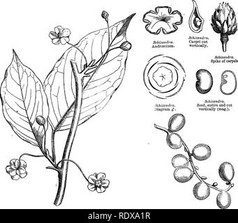 . Ein allgemeines System der Botanik, deskriptive und analytische. In zwei Teile. Teil I umreißt Der organography, Anatomie und Physiologie. Teil II. Die Beschreibungen und Abbildungen der Aufträge. Von Emm. Le Balmat [und] J. Decaisne. Mit 5500 Abbildungen von L. Steinheil und A. Riocreux. Von der ursprünglichen durch Frau Hooker übersetzt. Die Aufträge angeordnet, nachdem die Methode in der Universitäten und Schulen in Großbritannien, seine Kolonien, Amerika und Indien; mit Ergänzungen, einen Anhang auf die natürliche Methode, und eine Zusammenfassung der Bestellungen, die von J.D.Hooker. Botanik. 196 VI. ANONACE ^.. Schizandra coccinea ^.. Schi Stockfoto