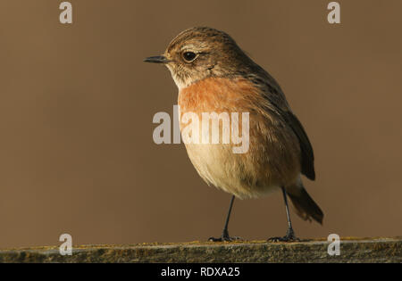 Eine hübsche Frau, schwarzkehlchen Saxicola torquata, hocken auf einem Holzzaun. Stockfoto