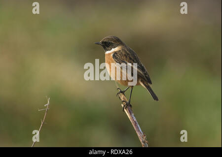 Eine schöne, männliche Schwarzkehlchen Saxicola torquata, hocken auf der Spitze einer Pflanze stammen. Stockfoto