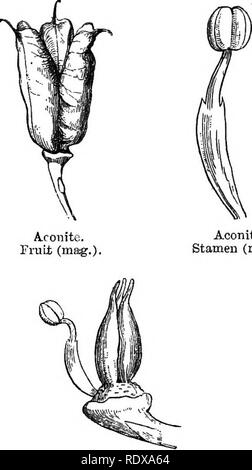 . Ein allgemeines System der Botanik, deskriptive und analytische. In zwei Teile. Teil I umreißt Der organography, Anatomie und Physiologie. Teil II. Die Beschreibungen und Abbildungen der Aufträge. Von Emm. Le Balmat [und] J. Decaisne. Mit 5500 Abbildungen von L. Steinheil und A. Riocreux. Von der ursprünglichen durch Frau Hooker übersetzt. Die Aufträge angeordnet, nachdem die Methode in der Universitäten und Schulen in Großbritannien, seine Kolonien, Amerika und Indien; mit Ergänzungen, einen Anhang auf die natürliche Methode, und eine Zusammenfassung der Bestellungen, die von J.D.Hooker. Botanik. Eisenhut. Saatgut, ganze und Schnitt vertikal (Mag.) Stockfoto