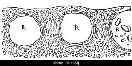 . Ein allgemeines System der Botanik, deskriptive und analytische. In zwei Teile. Teil I umreißt Der organography, Anatomie und Physiologie. Teil II. Die Beschreibungen und Abbildungen der Aufträge. Von Emm. Le Balmat [und] J. Decaisne. Mit 5500 Abbildungen von L. Steinheil und A. Riocreux. Von der ursprünglichen durch Frau Hooker übersetzt. Die Aufträge angeordnet, nachdem die Methode in der Universitäten und Schulen in Großbritannien, seine Kolonien, Amerika und Indien; mit Ergänzungen, einen Anhang auf die natürliche Methode, und eine Zusammenfassung der Bestellungen, die von J.D.Hooker. Botanik. 743. Hop. 9 Blume (Mag.). 744. Hop. Superficia Stockfoto