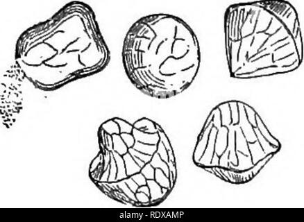 . Ein allgemeines System der Botanik, deskriptive und analytische. In zwei Teile. Teil I umreißt Der organography, Anatomie und Physiologie. Teil II. Die Beschreibungen und Abbildungen der Aufträge. Von Emm. Le Balmat [und] J. Decaisne. Mit 5500 Abbildungen von L. Steinheil und A. Riocreux. Von der ursprünglichen durch Frau Hooker übersetzt. Die Aufträge angeordnet, nachdem die Methode in der Universitäten und Schulen in Großbritannien, seine Kolonien, Amerika und Indien; mit Ergänzungen, einen Anhang auf die natürliche Methode, und eine Zusammenfassung der Bestellungen, die von J.D.Hooker. Botanik. 140 Anatomie, oberhalb der Epidermis; sie ins Pass Stockfoto
