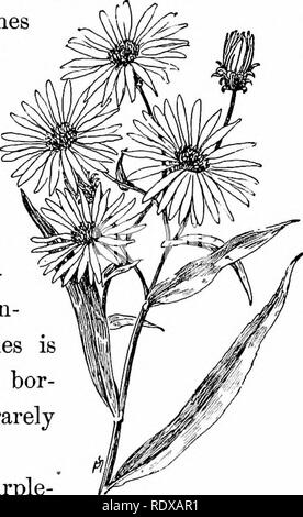 . Vertraute Funktionen von der Straße; die Blumen, Büsche, Vögel und Insekten. Natural History. GOLDEN-STANGE UND ASTERN. 239 und weit über den Stielen verteilt. Gemeinsame auf feuchten Boden. Die meisten famiUar wild Aster, jetzt intensiv kultiviert. 2. Aster Novi-Belgii. Willow-leaved blue Aster. Blüht im September. Blätter schmal lanzettlich geformten, ohne Zähne oder mit sehr wenigen, in der Regel eine Kleinigkeit behaart; manchmal recht rau vor, und in einigen Formen ganz glatt, die oberen etwas umklammern die Stiele. Schaft glatt oder leicht behaart. Blume bläulich-violett, protzig, so groß wie eine silberne Hälfte dol-lar Stockfoto