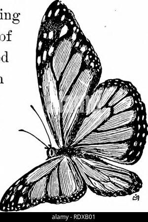 . Vertraute Funktionen von der Straße; die Blumen, Büsche, Vögel und Insekten. Natural History. Im grünen Juni. 185 Highway, deren wunderschöne Flügel, Messung von vier Zoll, gebunden sind und Geädert witli schwarz, weiß getupftem beschlossen, hat eine Vorliebe für Mitglieder der seidenpflanzen Stamm, aber nicht in der - Häufig finden wir es schwebt über die zierliche rosa Blüten der dogbane (auch eine milchige juiced Pflanze). Aber die Gemeinsame milkweed {Asdejjias Coi-naiti) ist seine bevorzugte Pflanze, und auf die aufrechte angehende verlässt er seine Eier einzeln festgelegt. Die Raupen dieses butterily ist Schwarz und Gelb gebändert, Nake Stockfoto