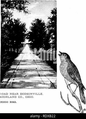 . Vertraute Funktionen von der Straße; die Blumen, Büsche, Vögel und Insekten. Natural History. Straße in der Nähe von DODSONVILLE HIGHLAND Co., Ohio. INDIGO VOGEL.. Bitte beachten Sie, dass diese Bilder sind von der gescannten Seite Bilder, die digital für die Lesbarkeit verbessert haben mögen - Färbung und Aussehen dieser Abbildungen können nicht perfekt dem Original ähneln. extrahiert. Mathews, F. Schuyler (Ferdinand Schuyler), 1854-1938. New York, D. Appleton und Unternehmen Stockfoto