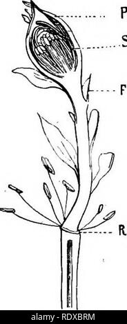 . Ein allgemeines System der Botanik, deskriptive und analytische. In zwei Teile. Teil I umreißt Der organography, Anatomie und Physiologie. Teil II. Die Beschreibungen und Abbildungen der Aufträge. Von Emm. Le Balmat [und] J. Decaisne. Mit 5500 Abbildungen von L. Steinheil und A. Riocreux. Von der ursprünglichen durch Frau Hooker übersetzt. Die Aufträge angeordnet, nachdem die Methode in der Universitäten und Schulen in Großbritannien, seine Kolonien, Amerika und Indien; mit Ergänzungen, einen Anhang auf die natürliche Methode, und eine Zusammenfassung der Bestellungen, die von J.D.Hooker. Botanik. 173. Wuchernden Rose, c, c, Kelch verwandelt Stockfoto