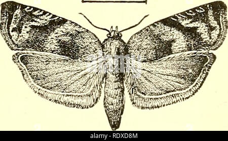 . Ökonomische Entomologie für den Landwirt und Winzer [microform]: und für die Verwendung als Text-Buch in der landwirtschaftlichen Schulen und Hochschulen. Nützliche Insekten. Teras minuta.-a, Larve, Puppe; b; Motte; rf, Fall auf Apple-Blatt. Abb. 368.. Rhopobota vacciniana. Mehr oder weniger offensichtlichen Schulter auf dem vorderen Rand. Diese Flügel sind gehalten Dach - wie die Kanten Überschneidungen nur ein wenig in der Mitte der Rückseite, und die gemäßigten oder kleinen Hinterflügel verbergen. Ihre Farben sind häufig hell und Con-trasting, während in anderen Fällen sind sie einheitlich sind und düster, die gesamte Insekt unauffällig und Stockfoto