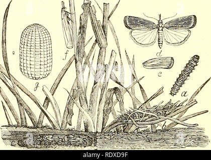 . Ökonomische Entomologie für den Landwirt und Winzer [microform]: und für die Verwendung als Text-Buch in der landwirtschaftlichen Schulen und Hochschulen. Nützliche Insekten. 3 i 6 eine ökonomische Entomologie. Ein sehr neugieriger Art ist die Galleria melonella, oder "bee-Motte, "die Bienenstöcke infests und Feeds auf Wachs. Eine Brut dieser Raupen Manchmal dringen in einen Bienenstock und Bohrung in das Wachs aus der Sicht der Bienen, sie häufig demoralisiert, dass sie ihr Zuhause verlassen, scheinbar nicht in der Lage, eine Art des Umgangs mit dieser Art von Feind zu finden. In den letzten Arten von Nesselsucht gibt es wenig Gelegenheit Stockfoto