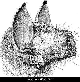 . Nachbildungen von einem Naturwissenschaftler. Natural History. Fisch fressenden Fledermäusen 241 Jahr, Professor M'Carthy detaillierte das Ergebnis seiner eigenen Beobachtungen der lebenden Tiere, und seine Prüfung auf einige der Exemplare er beschafft. Die folgenden Auszüge sind besonders interessant: - "Am 29. Dezember ich fort, Monos, und um 21.00 Uhr besuchte eine Höhle auf der Ostseite der Insel. "^^-Jml LEITER NOCTILIO LEPORINUS. {Zweimal ike natürliche Größe.") auf der ersten Boca. Diese Höhle ist in einem weichen Schiefer, der Bildung und der Oberseite der Öffnung ist ungefähr 7 Fuß aus dem Wasser bei Flut. Die fledermäuse wurden dann in Stockfoto