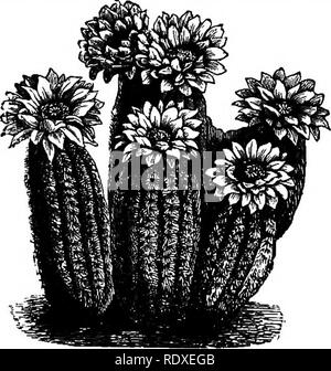 . Das Buch der Gartenarbeit; ein Handbuch der Gartenbau. Gartenbau, Gartenbau. Abb. 525.- Cereus grandiflorus.. Bitte beachten Sie, dass diese Bilder sind von der gescannten Seite Bilder, die digital für die Lesbarkeit verbessert haben mögen - Färbung und Aussehen dieser Abbildungen können nicht perfekt dem Original ähneln. extrahiert. Drury, William D., 1857-1928; Abbott, J. M. London, L. U. Gill; New York, C. Scribner's Söhne Stockfoto