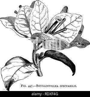 . Das Buch der Gartenarbeit; ein Handbuch der Gartenbau. Gartenbau, Gartenbau. 686 DAS BUCH DER GARTENARBEIT. und lila Blüten. B. venusta ist eine kräftig wachsende Arten aus dem gleichen Land, mit wunderschönen orange-roten Blüten, die in großen lose Trauben, die an den Enden der Triebe produziert, die nacheinander aus. Oktober bis Februar. Bougainvillea. - Diese Südamerikanischen klettern Sträucher, die auf Grund ihrer hübschen vernetztem rosarote Hüllblätter, die in Dreiergruppen produziert werden, fast Verdecken der tubuläre unscheinbaren gelben Korolla, sind sehr dekorativ. Die panicled Massen der Blütenstand einer u Stockfoto
