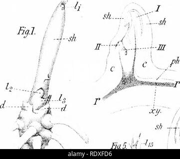 . Der Ursprung der ein Land, Flora, eine Theorie über die Fakten der Alternierung. Anlage Morphologie. Fjq. l .. Fiq. 3. [11: ICH. * V wenn Ey.5.-die Mfh' | Wenn' s^. Bitte beachten Sie, dass diese Bilder sind von der gescannten Seite Bilder, die digital für die Lesbarkeit verbessert haben mögen - Färbung und Aussehen dieser Abbildungen können nicht perfekt dem Original ähneln. extrahiert. Bower, F. O. (Frederick Orpen), 1855-1948. London, Macmillan und Co., Ltd. Stockfoto