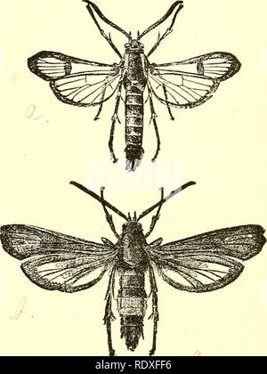 . Ökonomische Entomologie für den Landwirt und Winzer [microform]: und für die Verwendung als Text-Buch in der landwirtschaftlichen Schulen und Hochschulen. Nützliche Insekten. Das Insekt IVORLD. 261 Abb. 2 S2. Nach oben oder Nach unten, um die Zuckerrohr oder komplett um ihn herum, weshalb es das "Black Crown - Borer aufgerufen wurde." Anzeichen seiner Gegenwart sind die plötzlichen Welke und schnellen Tod von neuen Trieben, und es kommt zu Reife Anfang September im zweiten Jahr seines Lebens und bilden eine Puppe in den Stiel. Die daraus resultierende Motte Benibecia Napi, ist schwarz, sehr "kleine gekennzeichnet mit Gelb, und die nur s Stockfoto
