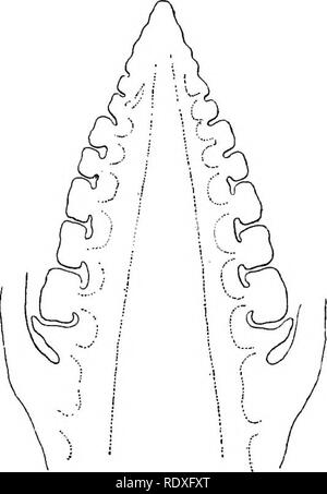 . Der Ursprung der ein Land, Flora, eine Theorie über die Fakten der Alternierung. Anlage Morphologie. SPORE-produzierenden Mitglieder 377 in der Mitte des Internodiums (Abb. 202), und in Stachannularia oder Cingularia am oberen Internodiums (Abb. 204). Solche Tatsachen wie diese hier nur kurz skizziert, müssen in der Diskussion über die Morphologie des Strobilus des Equisetales genommen werden, und bei der Entscheidung über die wahre chararacter des sporangiophores. Aber bevor Dies ist eingetragen auf Ihre detaillierte Struktur und Entwicklung geprüft werden müssen. Spore-Producing Mitglieder. Natürlich ist die Entwicklung der spore-p Stockfoto