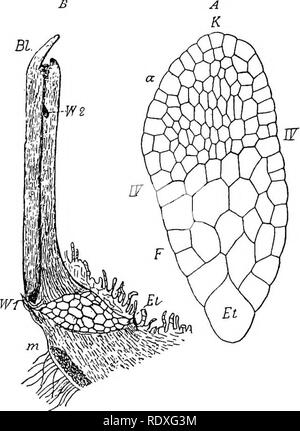 . Der Ursprung der ein Land, Flora, eine Theorie über die Fakten der Alternierung. Anlage Morphologie. 346 LYCOPODIALES. der mit seiner Basis: Es ist klar, dass die Beziehung des Apex, die sich aus der Verschneidung der ersten Wände eine enge wurde (Abb. 183 a). Die Achse fährt bald aufeinanderfolgende Blätter zu bilden spiralförmig angeordneten. Das keimblatt und nachfolgende Blätter haben die normalen Zeichen der Blätter Blätter von der Art. Das Gewebe unter wird bald als das hypocotyl längliche, deren Länge ist abhängig von der Ebene, auf der die prothallus im Boden liegt: Wo ist es auf oder in der Nähe der Oberfläche. Stockfoto