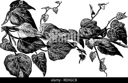 Hedera Helix 'Atropurpurea' Lila-blttriger Efeu  tiefviolette und  dunkelgrne Bltter mit grnen Adern, Mrz, England, Grobritannien  Stockfotografie - Alamy