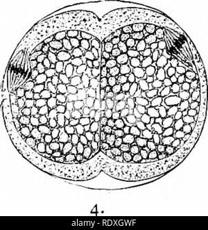 . Der Ursprung der ein Land, Flora, eine Theorie über die Fakten der Alternierung. Anlage Morphologie. . Bitte beachten Sie, dass diese Bilder sind von der gescannten Seite Bilder, die digital für die Lesbarkeit verbessert haben mögen - Färbung und Aussehen dieser Abbildungen können nicht perfekt dem Original ähneln. extrahiert. Bower, F. O. (Frederick Orpen), 1855-1948. London, Macmillan und Co., Ltd. Stockfoto