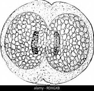 . Der Ursprung der ein Land, Flora, eine Theorie über die Fakten der Alternierung. Anlage Morphologie. . Bitte beachten Sie, dass diese Bilder sind von der gescannten Seite Bilder, die digital für die Lesbarkeit verbessert haben mögen - Färbung und Aussehen dieser Abbildungen können nicht perfekt dem Original ähneln. extrahiert. Bower, F. O. (Frederick Orpen), 1855-1948. London, Macmillan und Co., Ltd. Stockfoto